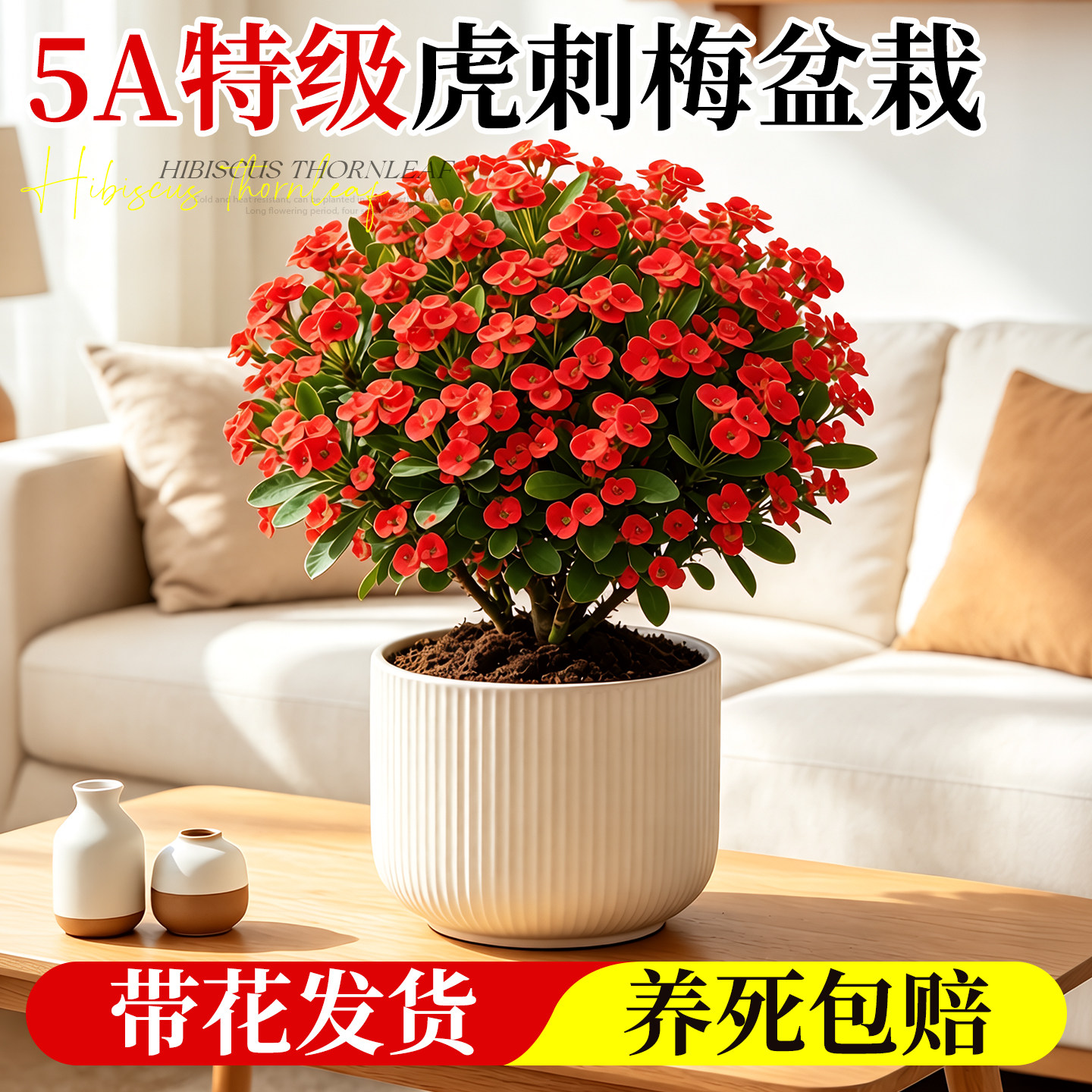 铁海棠虎刺梅盆栽大红花卉室内阳台办公室绿植四季鲜花开花好养活