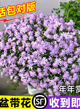 芝樱花苗盆栽福禄考室内花卉绿植多年生植物耐寒耐热美女樱四季开