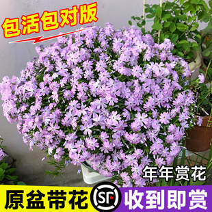 芝樱花苗盆栽福禄考室内花卉绿植多年生植物耐寒耐热美女樱四季开