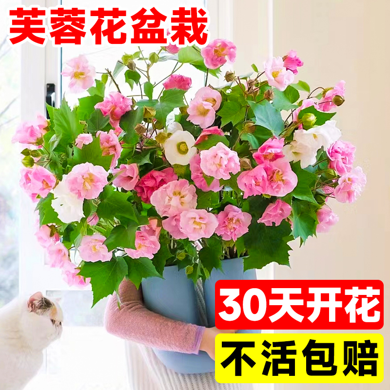 木芙蓉花盆栽树苗重瓣三醉带花苞四季开花阳台庭院花卉植物室内花