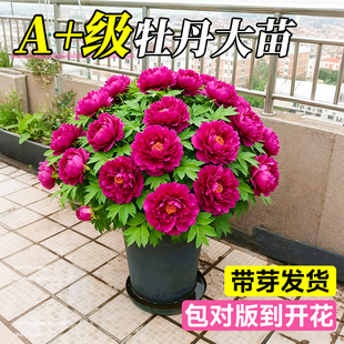 牡丹花大苗盆栽正宗名贵洛阳花卉老桩四季带芽苞重瓣观赏植物缠枝