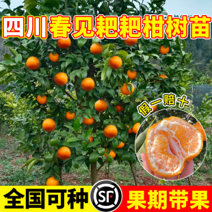 正宗四川春见耙耙柑树苗丑橘粑粑柑果树沃柑丑橘南北方种植水果苗