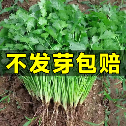 香菜种子四季阳台种植老品种