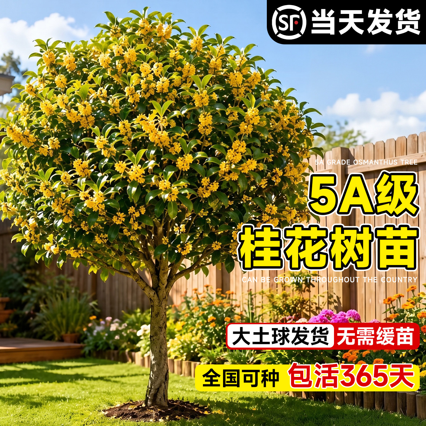 【5A级品质】正宗桂花树苗地栽图片