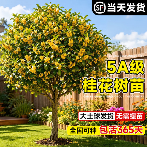 【5A级品质】正宗桂花树苗地栽