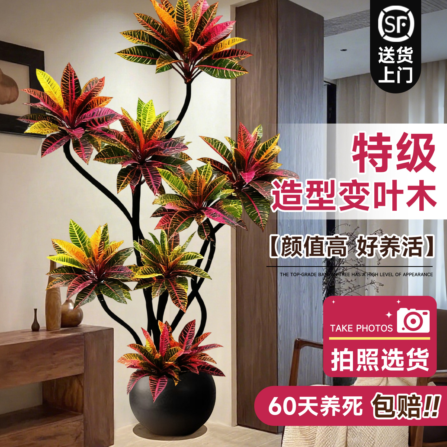 大型客厅绿植室内变色木盆栽高级感植物高端大气上档次办公室好养
