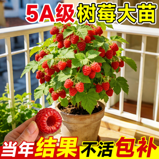 树莓果苗盆栽特大果苗南北方种植当年结果庭院地栽红黑树莓果树苗