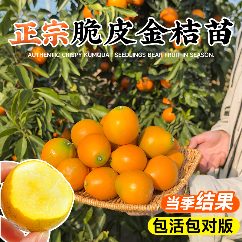 金桔树树苗盆栽四季带果果树可食用橘子苗庭院脆皮金橘室内外植物