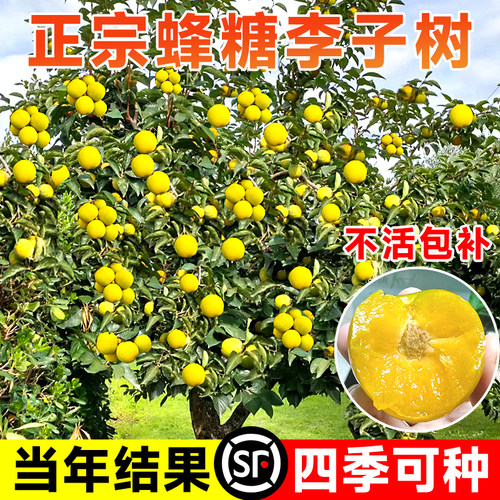 【包结果】正宗贵州蜂糖李子树苗