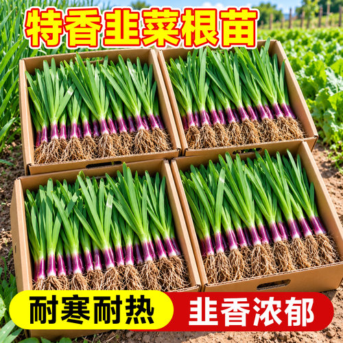 韭菜根苗四季紫根宽叶现挖带土
