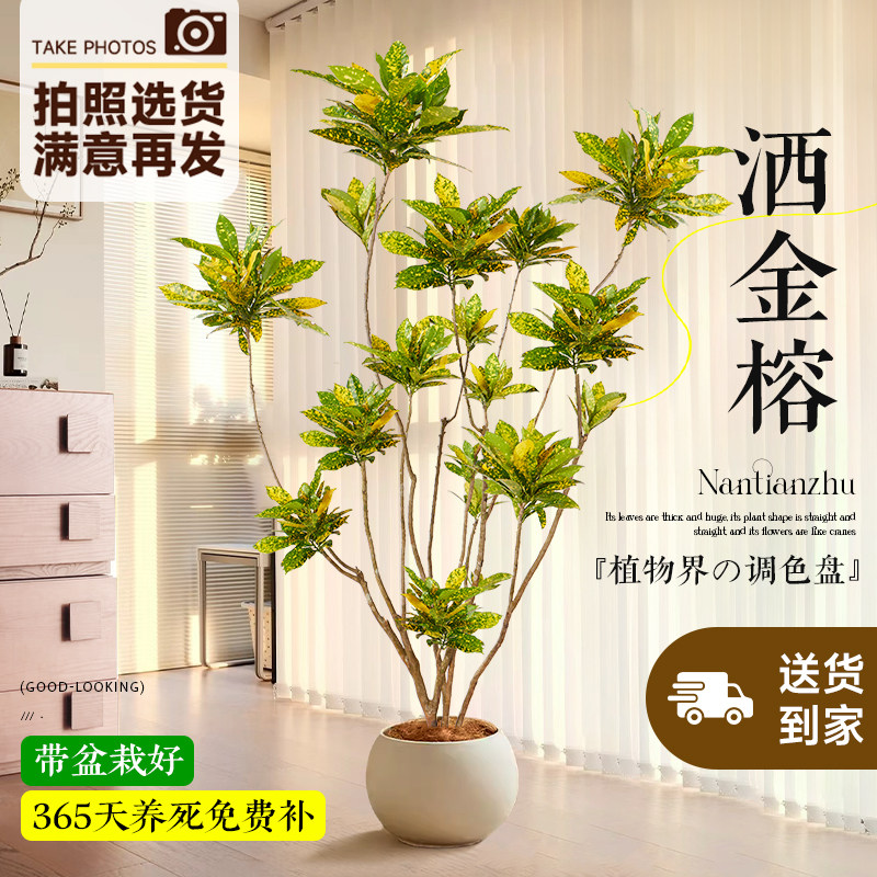 洒金榕盆栽室内客厅大型绿植黄金万两树变叶木黄金榕造型植物盆景,鲜花速递/花卉仿真/绿植园艺,大型绿植/成品组合盆栽,淘宝优惠券,粉丝福利购,淘宝优惠卷