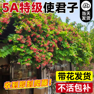 使君子爬藤植物花苗重瓣大花苞水君子阳台庭院耐热花卉绿植驱蚊