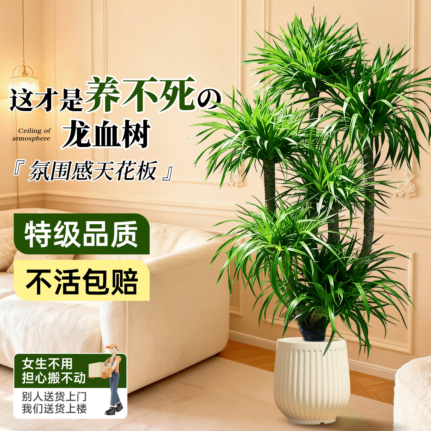 龙血树大型多头室内盆栽四季好养