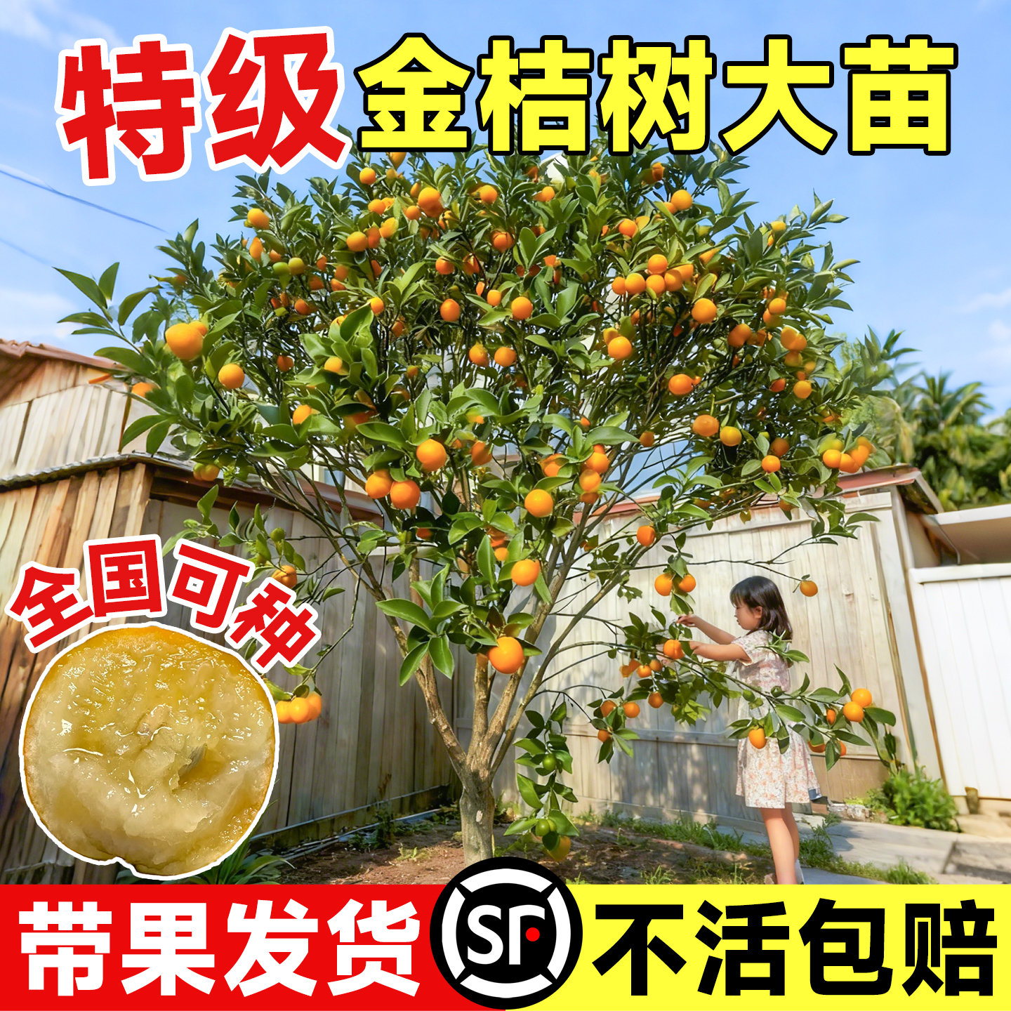 金桔树苗带果发货不活包赔