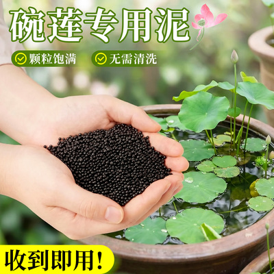 5A特级碗莲泥入水即清不臭水浑水
