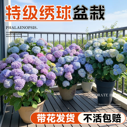 【带花发货】绣球花盆栽大苗