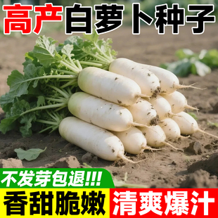 九斤王白萝卜种子新型特大蔬菜菜籽种大全四季优质白皮樱桃红萝卜