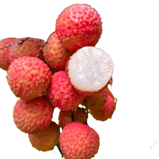 无核荔枝树苖桂味无籽大水果树果苗室内盆栽妃子笑嫁接四季当年结