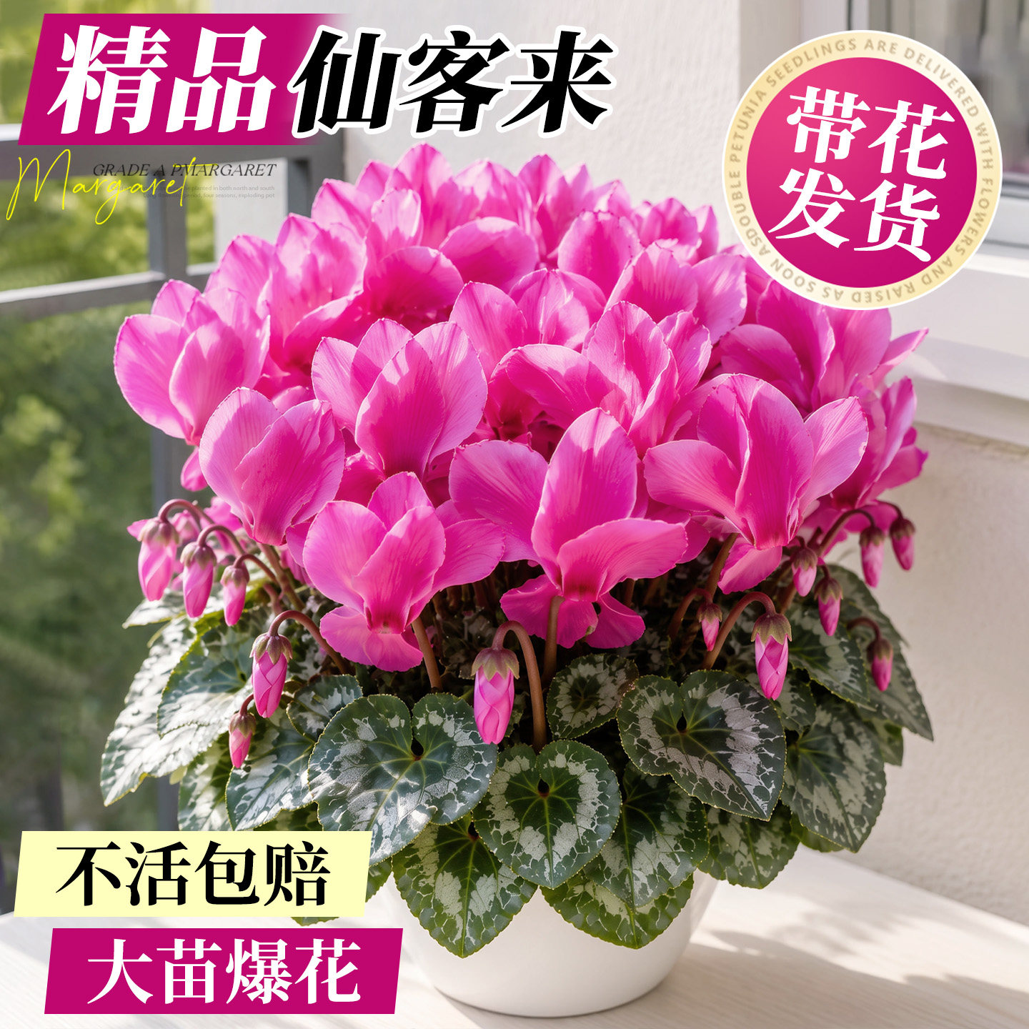 仙客来盆栽带花特大花苗阳台四季室内开花卉蝶衣花年宵花重瓣绿植