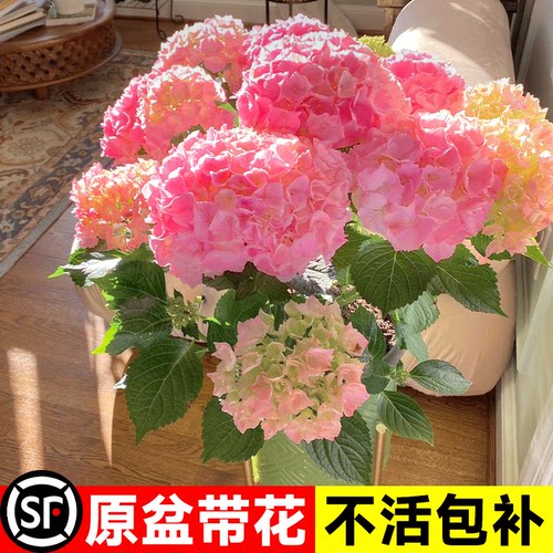 绣球花苗盆栽带花苞四季易活开花