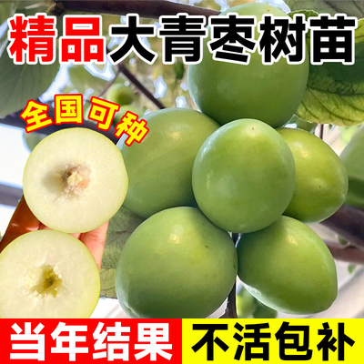 精品大青枣果树苗包成活包结果