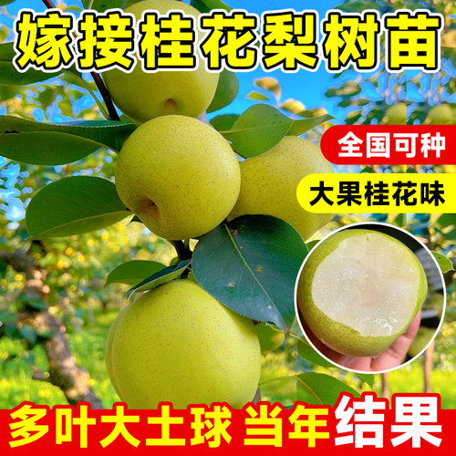 桂花梨树果苗嫁接苗南北方庭院种