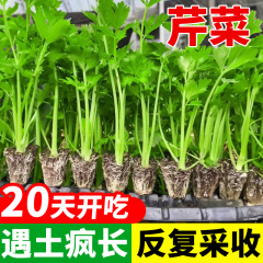 芹菜苗秧蔬菜苗种子籽孑阳台种植四季播番茄苗耐寒易活小香芹批发