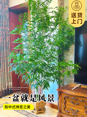 竹子盆栽室内客厅大花盆大型禄绿植真树落地摆件书房盆景四季好养