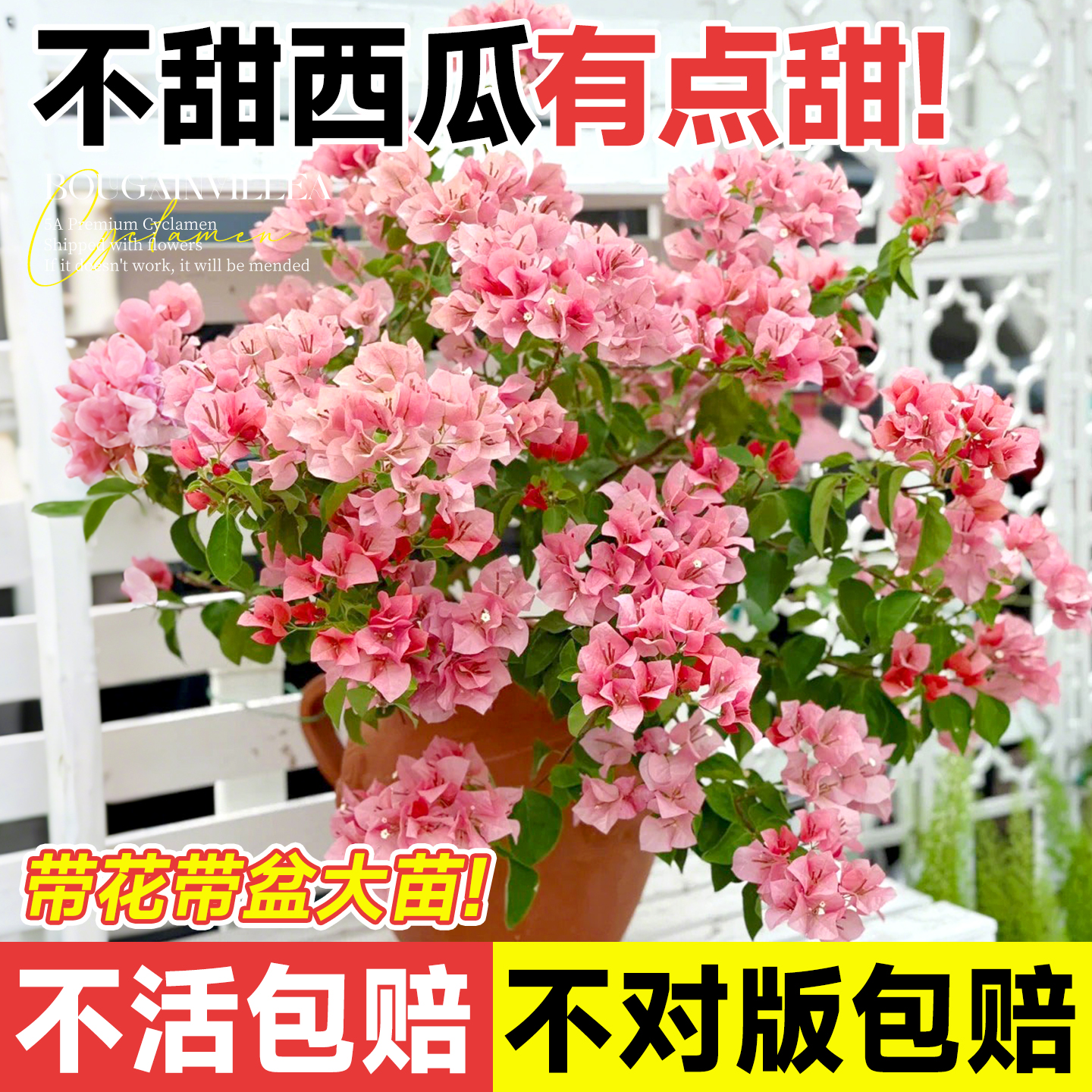 【带花发货】重瓣三角梅四季开花
