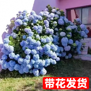 盆栽室内阳台庭院植物开花卉无尽夏带花苞耐寒老桩秀 绣球花苗四季