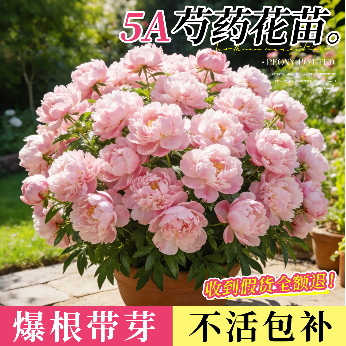 芍药花苗重瓣带芽大苗鲜花四季开花卉阳台庭院牡丹花种根盆栽植物