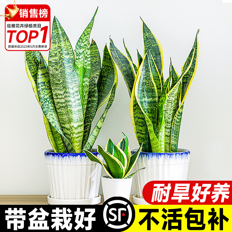 金边虎皮兰绿植室内盆栽水培植物