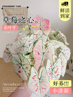 草莓之心彩叶芋盆栽种球网红绿植室内芋类植物花卉粉色阳台好养活
