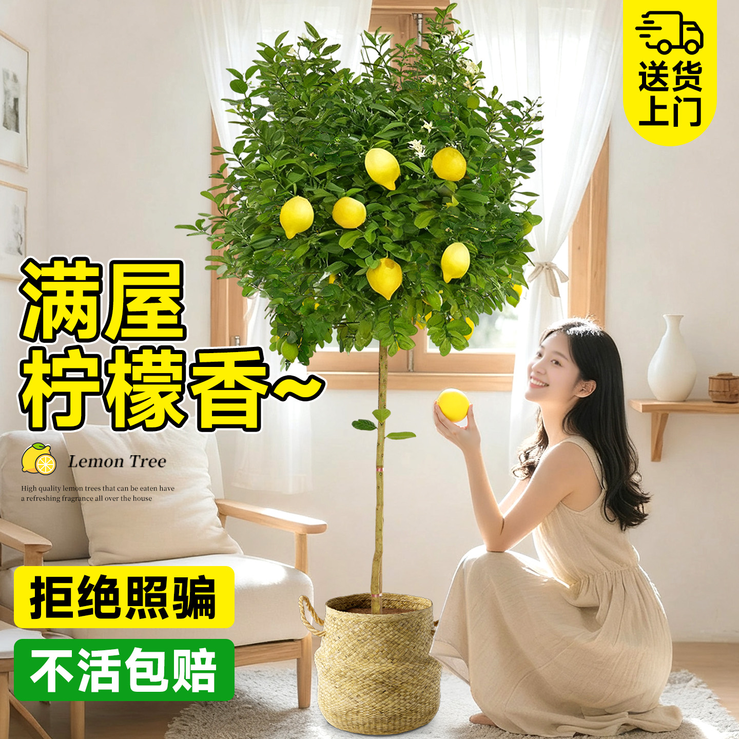 【拒绝照骗】特级优选柠檬树