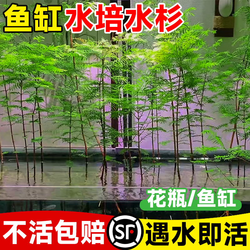 【鱼缸专用】水培水杉溪流缸造景