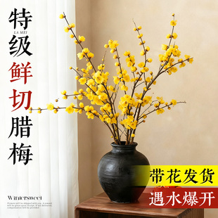 腊梅花鲜花水培植物家用插花花卉干枝花束室内客厅真花绿植花期长