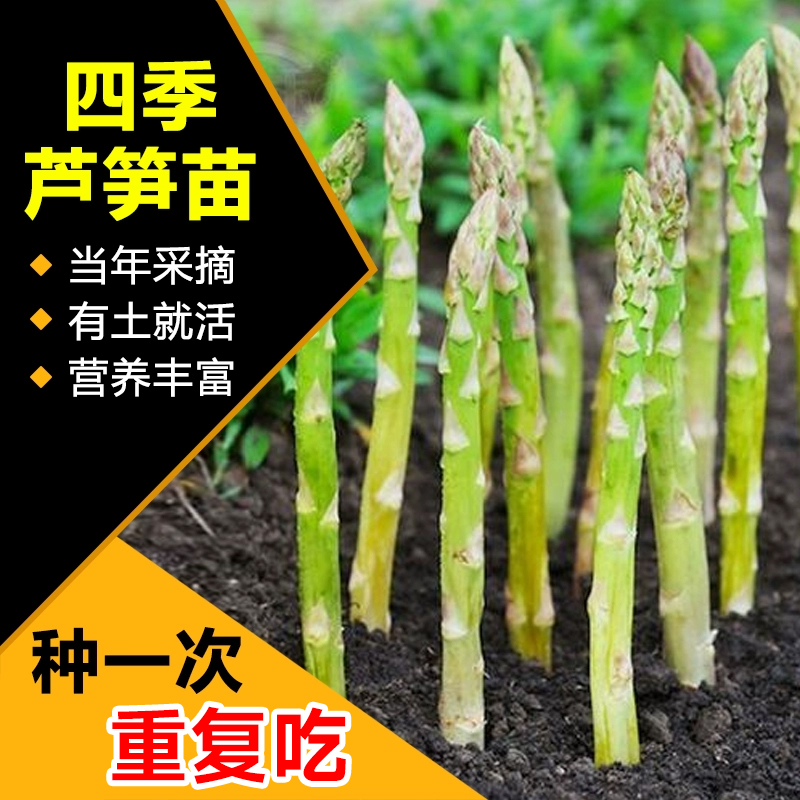 芦笋根苗紫色芦笋种植苗四季卢笋树苗蔬菜秧苗阳台盆栽芦笋种籽子 鲜花速递/花卉仿真/绿植园艺 家庭园艺种子 原图主图