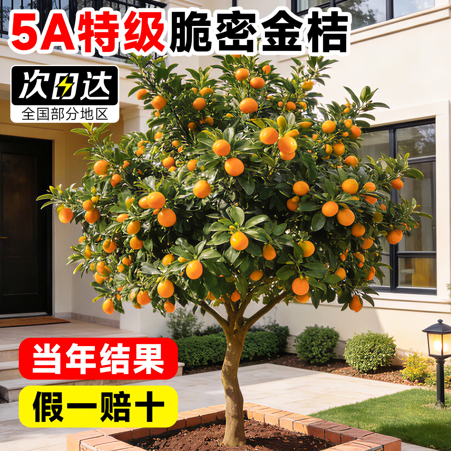 金桔树树苗广西脆皮果树盆栽无籽橘子果苗四季脆蜜砂糖橘可吃食用,鲜花速递/花卉仿真/绿植园艺,果树,淘宝优惠券,粉丝福利购,淘宝优惠卷