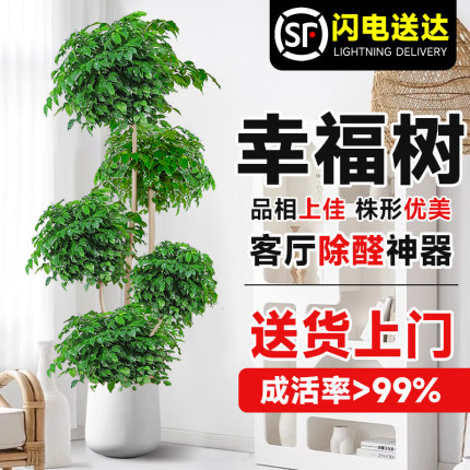 幸福树客厅盆栽大型植物老桩绿植花盆室内平安树吸甲醛四季好养禄