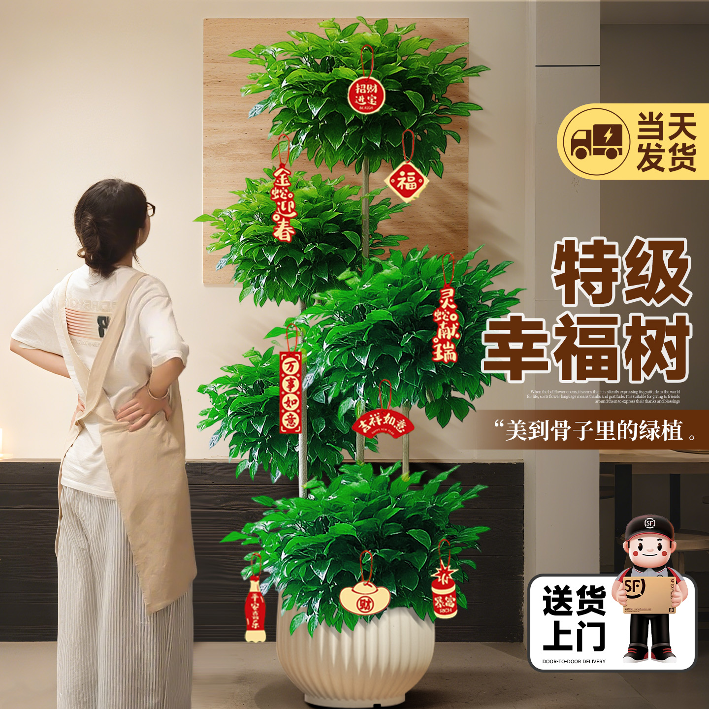 幸福树客厅大盆栽室内高级感客厅落地植物大型绿植盆景四季好养