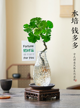 水培圆叶福禄桐钱多多盆栽花卉植物客厅室内桌面茶几懒人水养绿植