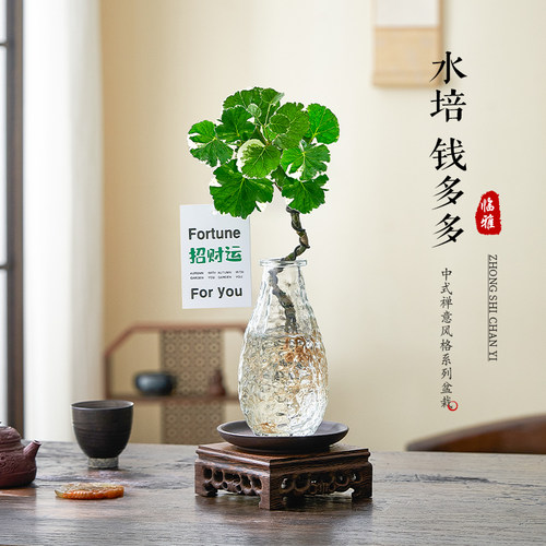 水培钱多多福禄桐送吊牌招财运