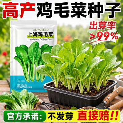 15天速生比肉还香的鸡毛菜发芽高