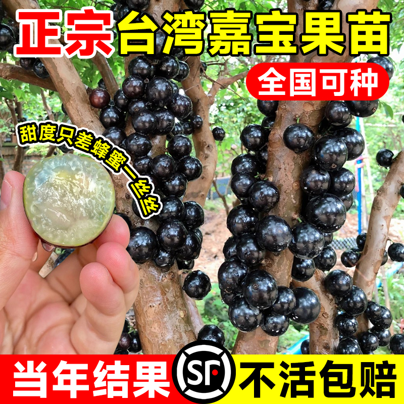 树葡萄嘉宝果苗树大加宝果树四季加多宝树苗南方北方种植庭院盆栽 鲜花速递/花卉仿真/绿植园艺 果树 原图主图