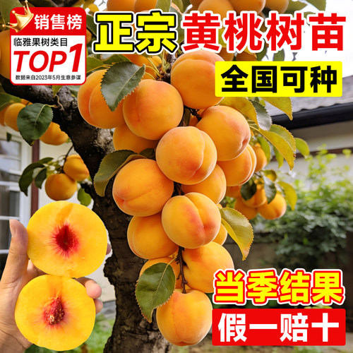 当年结果黄桃树苗包成活包结大果
