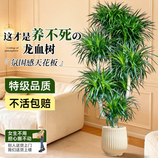 龙血树绿植客厅室内盆栽大型多头龙须树四季落地大号盆景旺宅好养