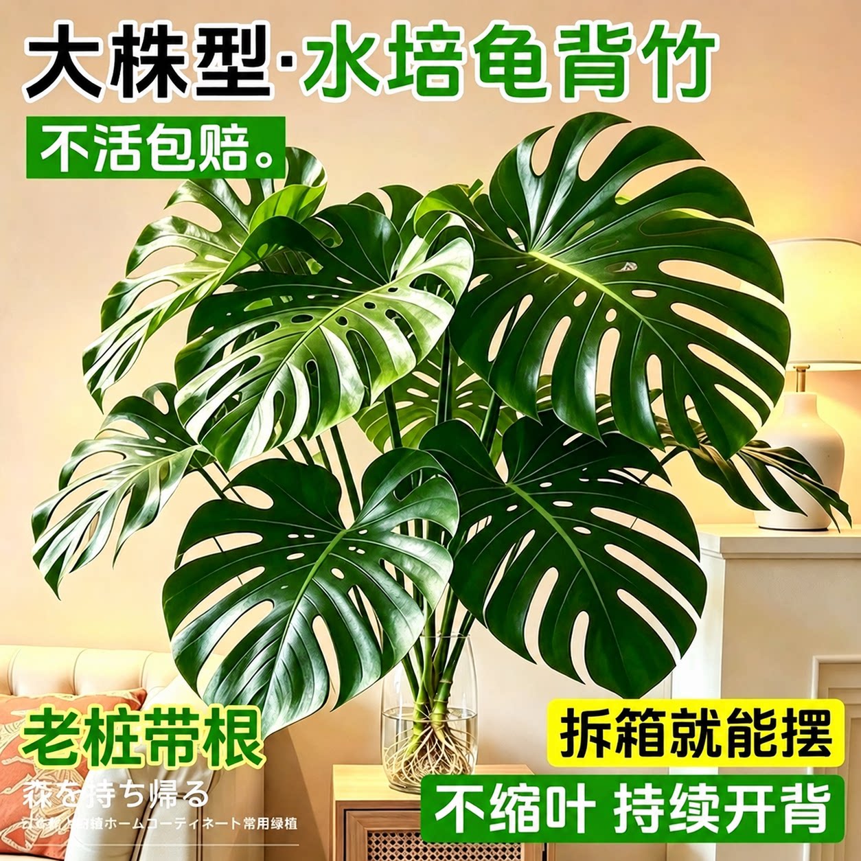 龟背竹水培老桩大叶室内好养图片