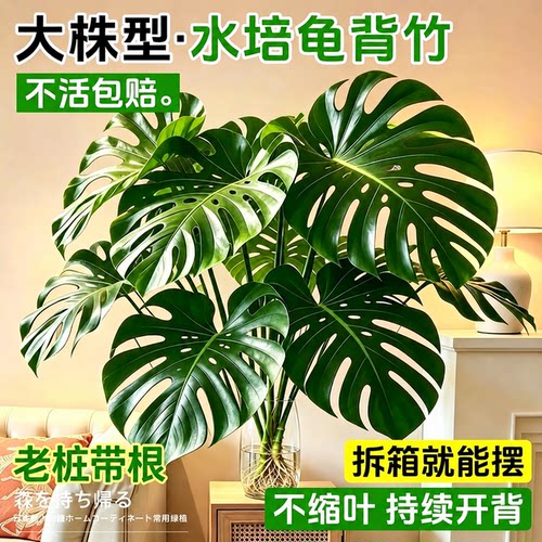 龟背竹水培老桩大叶室内好养