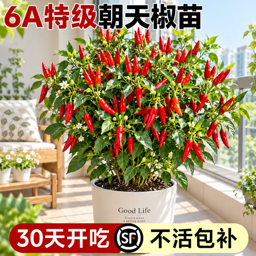 【6A特级】朝天椒包成活到结果！