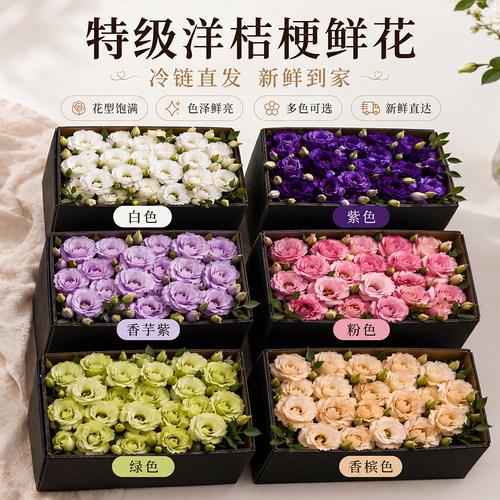 【特级洋桔梗】爆花机器